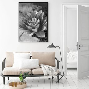 Poster - Nufăr (A4)