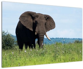 Tablou cu elefant (90x60 cm)