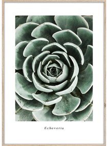 Poster cu ramă 50x70 cm Echeveria – Styler