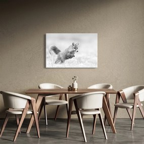 Tablou - Vulpe care sare,alb-negru (90x60 cm)