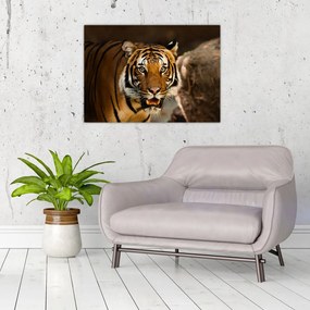 Tablou pe sticlă cu tigrul (70x50 cm)