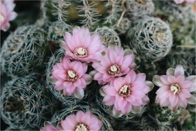 Tablou floare de cactus (90x60 cm)