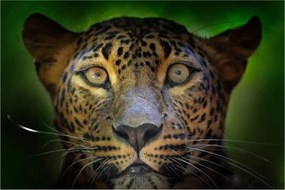 Tablou - Portretul leoparduslui, Sri Lanka (90x60 cm)