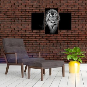 Tablou - Tigru cu ochi albaștri (90x60 cm)