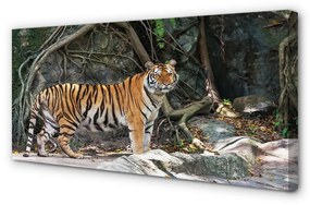 Tablouri canvas tigru junglă