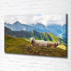Tablou pe pânză canvas Oile în alpi