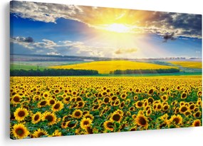 Tablou - Câmp cu floarea soarelui (90x60 cm)