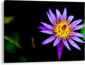 Tablou cu floare (70x50 cm)
