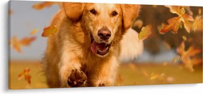 Tablou - Golden Retriever (120x50 cm)