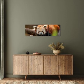 Tablou cu panda roșie (cu ceas) (90x30 cm)