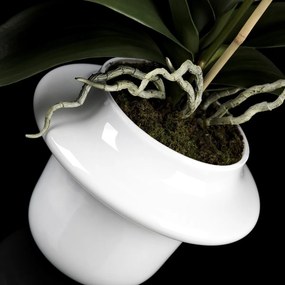 Aranjament floral elegant ATOLLO 1 WITH PHALENOPSIS SMALL 1141261.95