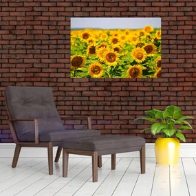 Tablou - Floarea-soarelui (90x60 cm)