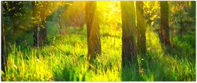 Tablou - Trezirea de primăvară a pădurii (120x50 cm)