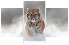 Tablou cutigru fugind prin zăpadă (90x60 cm)