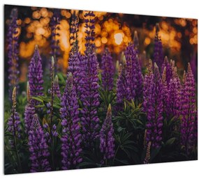 Tablou pe sticlă - Flori de lupin (70x50 cm)