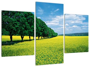 Tablou - Câmp cu alei (90x60 cm)