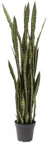 Planta decorativa Sansewieria 155cm