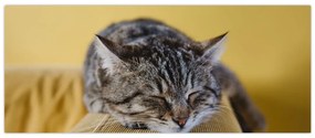 Tablou cu pisica pe fotoliu (120x50 cm)