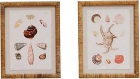 Set 2 tablouri, Shells
