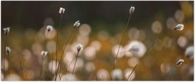 Tablou - Pajiște cu iarbă de cozonac N⁰2 (120x50 cm)
