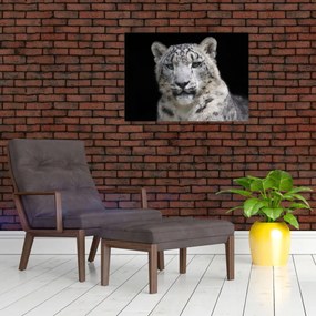Tablou pe sticlă - Snow Leopard (70x50 cm)