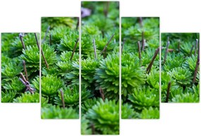 Tablou - Aloe (150x105 cm)