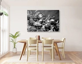 Tablou maci pe câmp pictate în design alb-negru