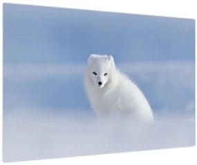 Tablou - Vulpe polară (90x60 cm)