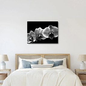Tablou floare de orhidee (70x50 cm)