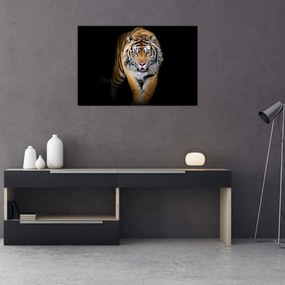 Tablou - Tiger (90x60 cm)