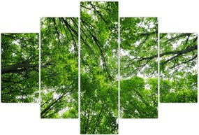 Tablou - privire în coroanele pomilor (150x105 cm)