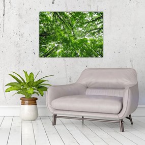 Tablou pe sticlă - privire în coroanele pomilor (70x50 cm)