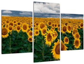 Tablou câmpului de floarea soarelui (90x60 cm)