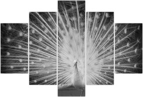 Tablou - Păun alb (150x105 cm)