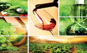 Fototapet - Vin (254x184 cm)