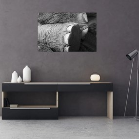 Tablou - Picior de elefant (90x60 cm)