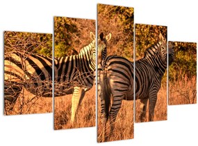 Tablou cu zebre (150x105 cm)