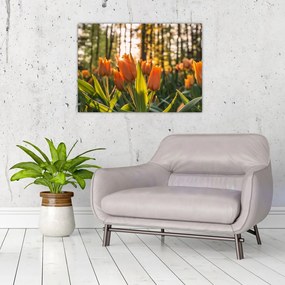 Tablou pe sticlă - florile lalelelor (70x50 cm)