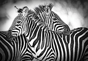 Fototapet - Zebra (254x184 cm)