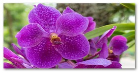 Tablou sticlă acrilică Orhidee