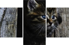 Tablou cu pisicuța (90x60 cm)