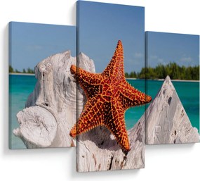 Tablou cu stea de mare (90x60 cm)