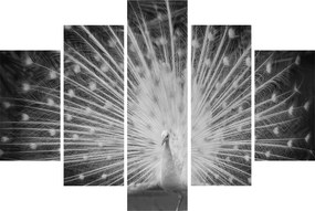 Tablou - Păun alb (150x105 cm)