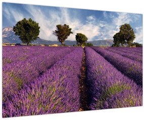 Tablou - câmp de lavandă și munți (90x60 cm)