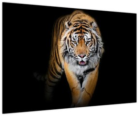 Tablou - Tiger (90x60 cm)