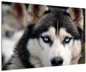 Tablou cu câinele husky (90x60 cm)