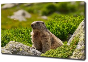 Pictură pe pânză Marmota