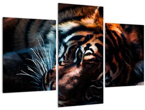 Tablou cu tigrul dormind (90x60 cm)