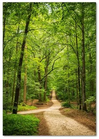 Fotografie imprimată pe sticlă Calea în pădure