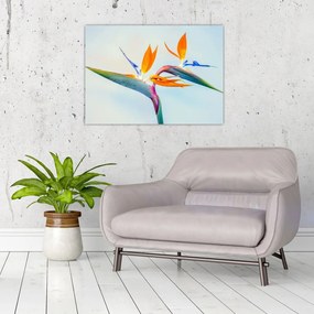 Tablou pe sticlă cu floarea Strelicie (70x50 cm)